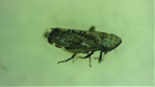 Réf. 281 995 : Errastunus ocellaris